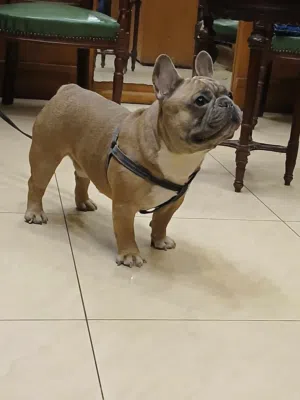 فرنش بالدوج ذكر حجم مني الون سابل