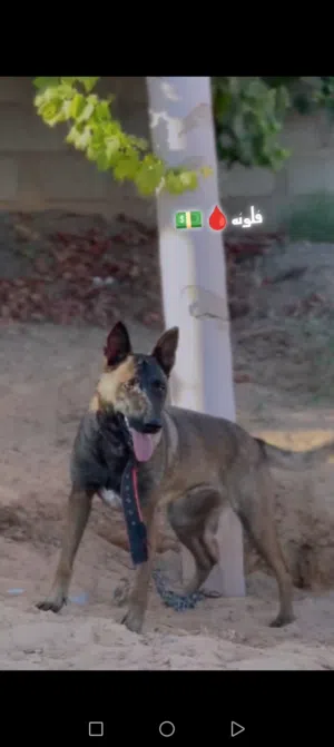 نتايه ملينوا