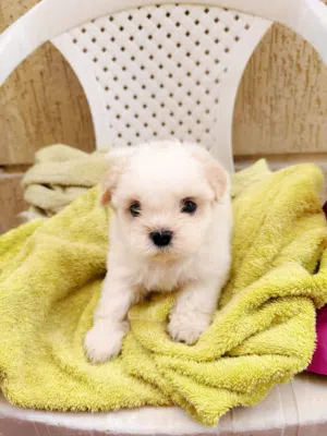 Adorable Shihtzu puppies for sale