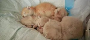 برتش قولدن شانشيلا قطط British shanshila kitten
