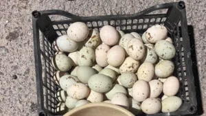 بيض بط للبيع اسبوعي 60 حبه