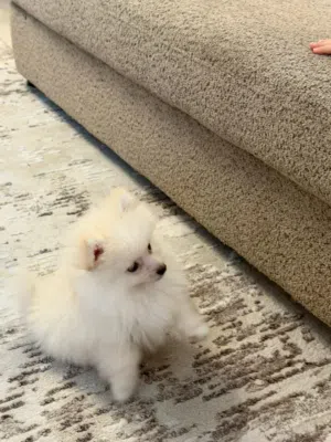 Dog male Pomeranian teacup size