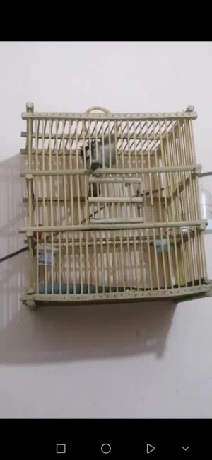 متاح بلبل وحشي طايح