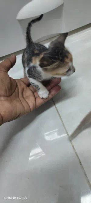 I am looking to sell these 2 month old kittens. They are very nice. They are very loving and keep ve