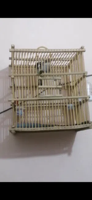 متاح بلبل وحشي طايح