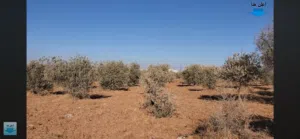 Mixed Use Land for Sale in Madaba Al-Faisaliyyah