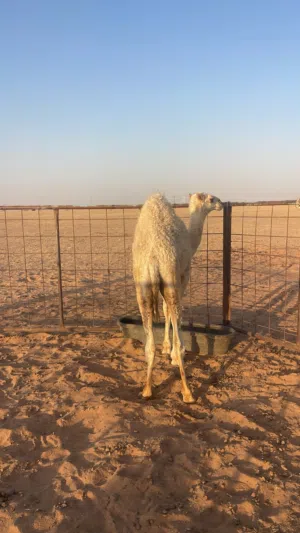 حيران للبيع