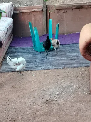 3 فرخات عمر 4 شهور للبيع