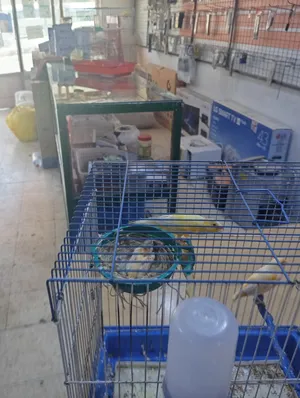 Birds4