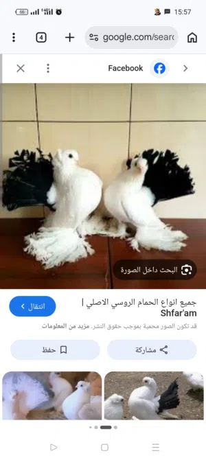 مطلوب كوبيا روسيه سعر يكون ملايم