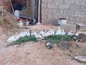 Rabbits0