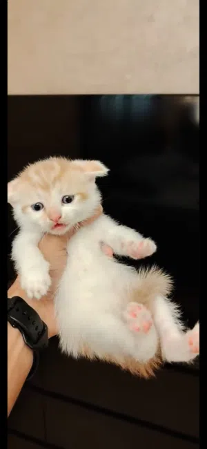 Adoreable Kittens looking for forever homes.