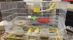 جوز كنار شغلات تحتهم فرخ