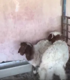 ‏غنم‏4