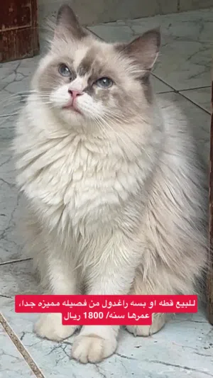 للبيع قطه او بسه راغدول من فصيله مميزه جدا، عمرها سنه/ 1000 ريال