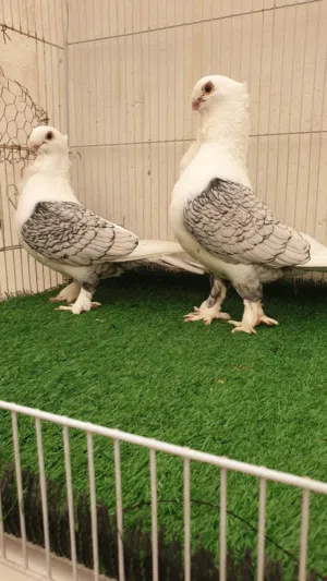 حمام افريقي فراشه زوجين وتك فحل