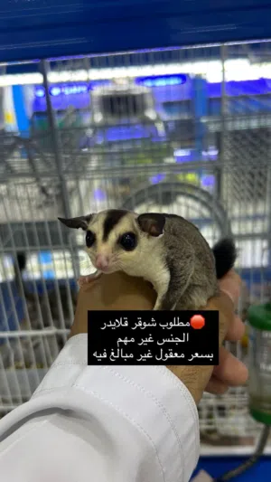 مطلوب شوقر قلاير