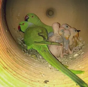 بغبغاء دره