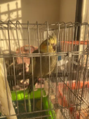 ببغاء الكوكتيل