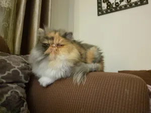 قطة انثى بيرشن بيور بسعر رمزي