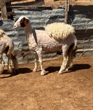 حوليات عز لكسوبه الله إيبارك