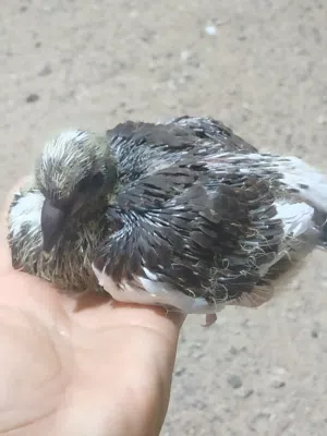 افراخ حمام زق