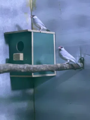 طيور جاوا المنيوم