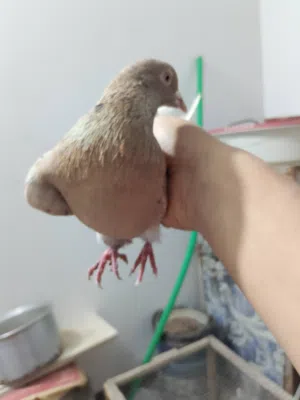 لوت اصفر للبيع