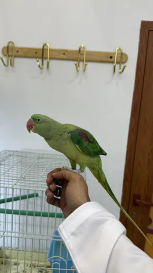 للبيع بغبغاء نيبالي اليف مع القفص والأكل