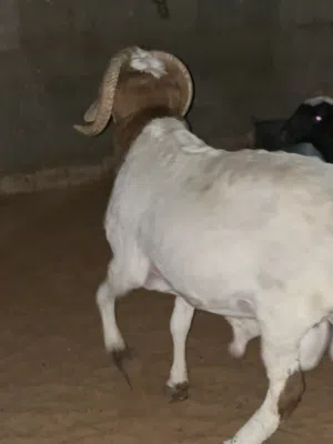 الله يبارك 15 حولي تلوتي و خمسه فطايم عمر سبعه شهور و تمانيه نضاف ميزان وليقه للبيع جمله و تفريد