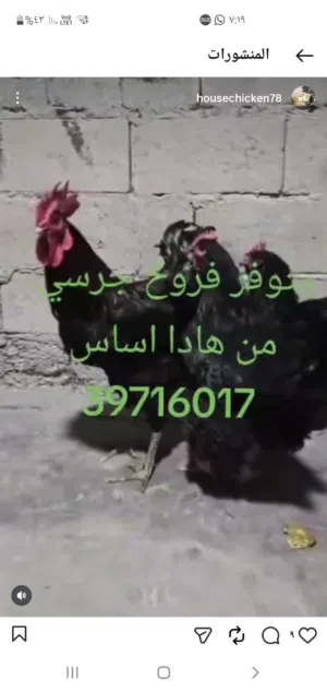 يوجد فروخ دجاج زينه