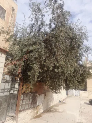شجرة زيتون للبيع