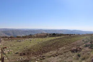 Residential Land for Sale in Amman Badr Jdedeh