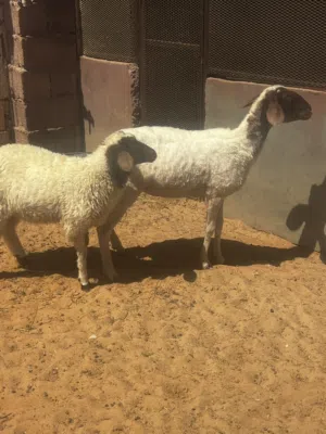 نعجه سنها تنيه تحتها حوليه