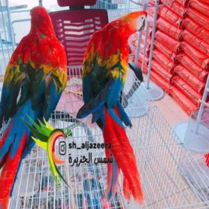 محل شمس الجزيره العامرات المنطقه الخامسه