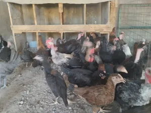 ‏دجاج‏0