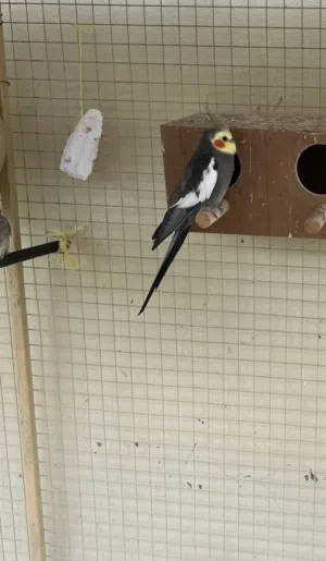 طيور كوكتيل