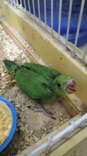baby parrot