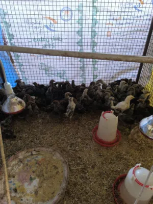 صيصان فيومي