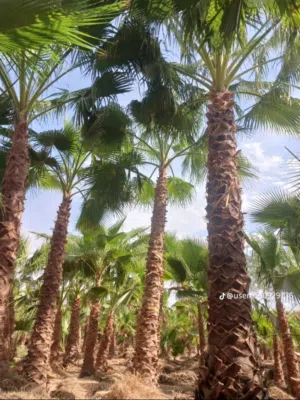 السلام عليكم يوجد معنا نخل واشنطن زينه للبيوت والمطاعم والاستراحات...