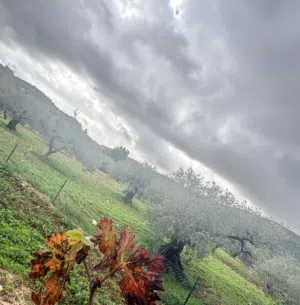 آثار محمود رفاتي 