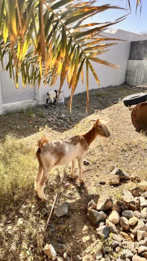 للبيع شاه صغيره فسن مناسبه لتربيه