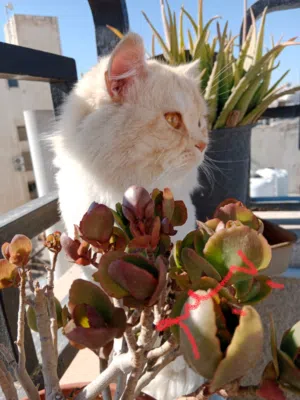 قط شانشيلا معقم وماخذ ادويه هادي لطيف ما باكل غير اكل قطط معين Cat Pills  وانواع ثانيه