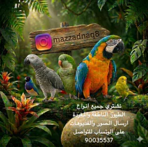 نشتري جميع انواع الطيور الناطقة والمغردة والاليفة