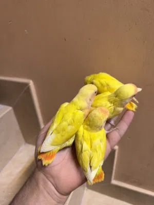 فروخ لاف بيرد
