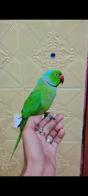 أقره الوصف لمراوس
