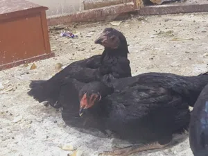 دجاج باكستاني