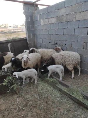 7نعاج للبيع تومية و 2 تحتهم فطايم و وحدة تحتها خروف و ثلاث مل تحتهم شيء