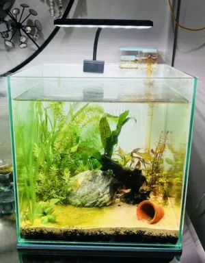 Complete 30cm Cube Planted Aquarium Setup – Ready to Go