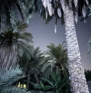 kasah 